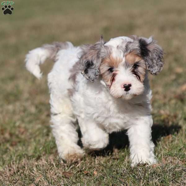 Frosty, Cavapoo Puppy